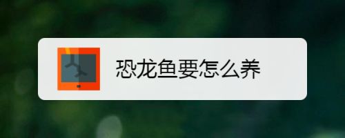 恐龙鱼饲养方法和技巧（恐龙鱼的饲养方法以及繁殖技巧） 龙鱼百科 第4张