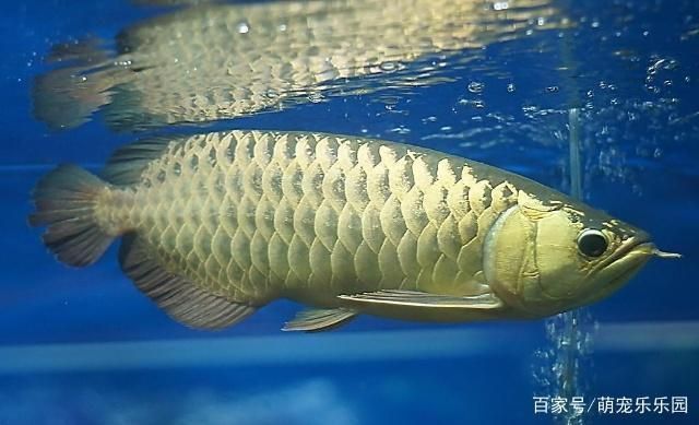 龙鱼喂食频率（龙鱼喂食频率应根据其体型、活动量以及水质条件来调整） 龙鱼百科 第4张