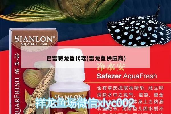 雷龙鱼供应商（如何选择雷龙鱼供应商） 龙鱼百科 第2张