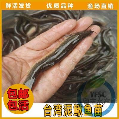 银龙鱼掉鳞片怎么回事啊图片大全（银龙鱼掉鳞片后，有没有特别的护理建议和治疗方案） 水族问答