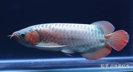 虎斑恐龙鱼凶猛吗图片大全视频讲解（虎斑恐龙鱼凶猛吗？） 水族问答