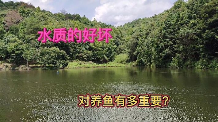 锦鲤能和龙鱼混养吗怎么养（锦鲤和龙鱼可以在同一水族箱中混养吗？） 水族问答