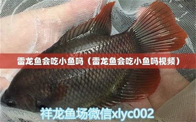 雷龙鱼吃小金鱼不（雷龙鱼会吃小金鱼吗） 龙鱼百科 第2张