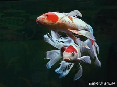 幻蓝雷龙鱼寿命（幻蓝雷龙鱼的寿命是多少年？） 水族问答