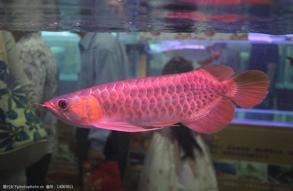 昆明红龙鱼（昆明红龙鱼养殖需要注意以下几个方面红龙鱼的价格） 龙鱼百科 第5张