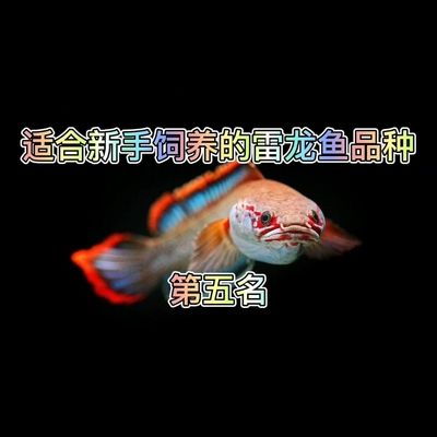 雷龙鱼品种推荐（值得推荐的雷龙鱼品种：七彩雷龙易饲养，白甲雷龙的饲养技巧） 龙鱼百科 第4张