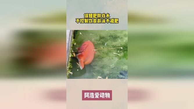 龙鱼如何分公母图片（如何判断龙鱼的性别？） 水族问答