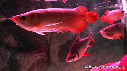 能和龙鱼一起养的鱼（适合与龙鱼一起生活的鱼类） 龙鱼百科 第1张