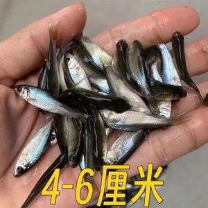 麦穗鱼喂龙鱼好不好（麦穗鱼是龙鱼的理想食物之一） 龙鱼百科 第1张