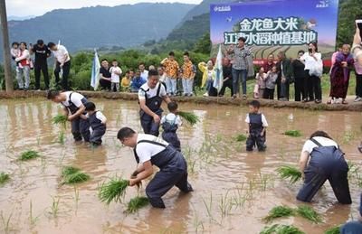 金龙鱼种植基地地址（金龙鱼种植基地位于中国广东省佛山市南海区具体地址） 龙鱼百科 第1张