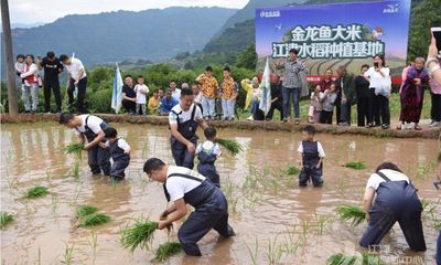 金龙鱼种植基地地址（金龙鱼种植基地位于中国广东省佛山市南海区具体地址） 龙鱼百科 第5张