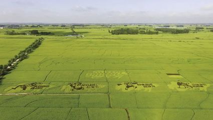 金龙鱼种植基地地址（金龙鱼种植基地位于中国广东省佛山市南海区具体地址） 龙鱼百科 第3张