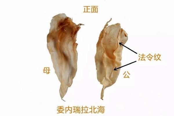 金龙鱼胶与其他鱼胶的区别 龙鱼百科 第5张