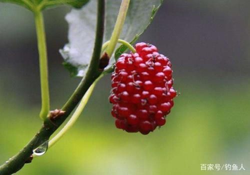 舟山龙鱼酥怎么吃才好吃视频（如何正确食用舟山龙鱼酥） 水族问答