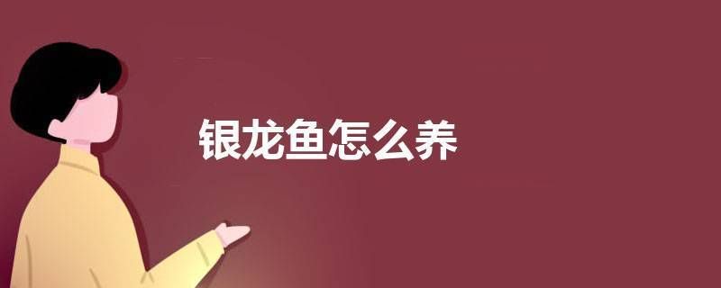 什么样的银龙鱼品质好养（银龙鱼品质选择和饲养关键点银龙鱼日常护理要点） 龙鱼百科 第5张