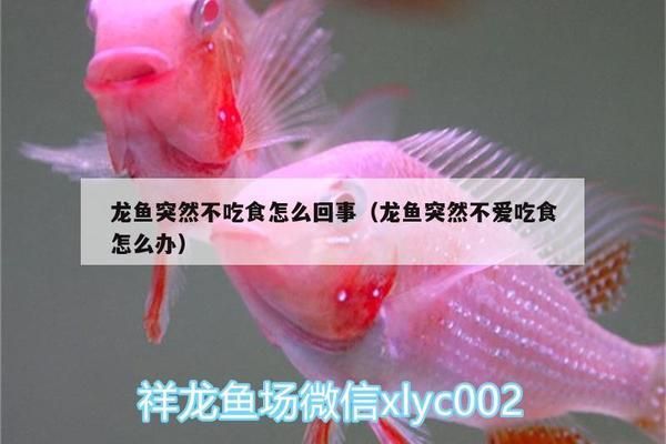 龙鱼不吃食怎么回事（龙鱼不吃食可能是由多种原因引起的）