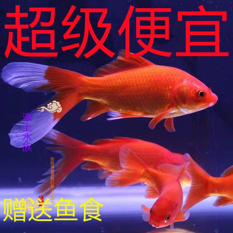 哪里的龙鱼最便宜又好养活（如何挑选便宜又好养活的龙鱼） 龙鱼百科 第3张