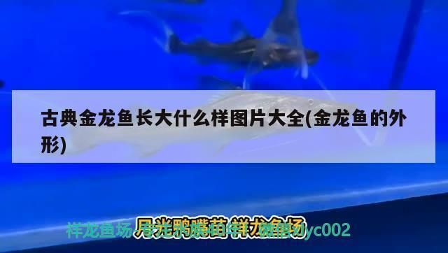 金龙鱼长大的样子（金龙鱼成年后的最佳饲养环境如何辨别金龙鱼的性别） 龙鱼百科 第3张