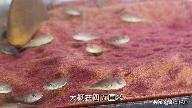 银龙鱼需要多大的鱼缸（关于银龙鱼的问题）