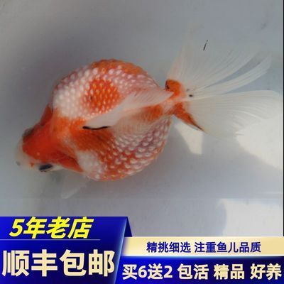 银龙鱼饲养技巧图解教程（银龙鱼饲养技巧） 水族问答