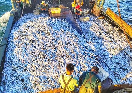 龙鱼饲料鱼消毒方法视频（龙鱼饲料的消毒方法） 水族问答 第1张