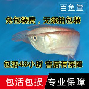 金龙鱼活体品牌有哪些系列（宠趣金鱼、萌睿迪、珊野等活体鱼品牌有哪些？） 龙鱼百科 第4张