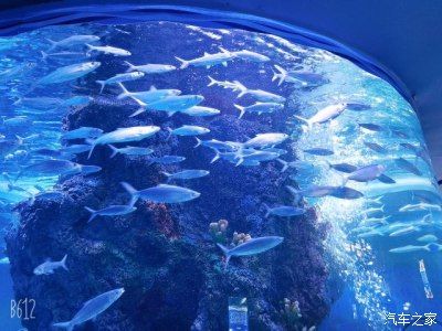 用户反馈对水族馆运营影响（用户反馈对水族馆的影响） 水族馆百科（水族馆加盟） 第5张