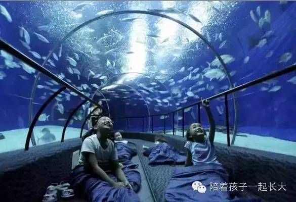 夜间水族馆特别活动内容（夜间水族馆特别活动是一项吸引游客的独特体验） 水族馆百科（水族馆加盟） 第3张