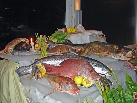 黄金猫鱼植物性饲料配比（黄金猫鱼植物性饲料的配比）