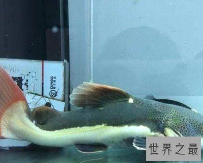 黄金猫鱼繁殖饲料选择指南（金鱼繁殖饲料选择指南） 黄金猫鱼百科 第2张