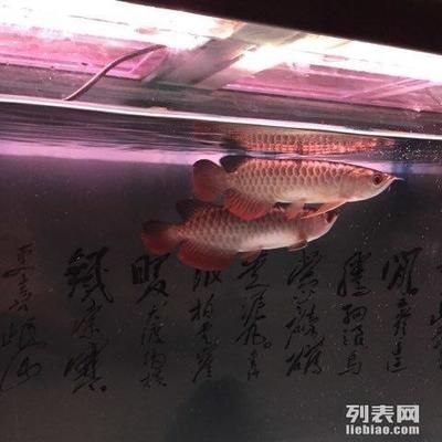 祥龙鱼场有限公司地址（关于祥龙鱼场有限公司地址的公告） 水族馆百科（水族馆加盟） 第5张