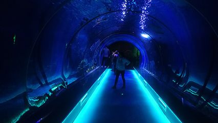 水族馆隧道设计的环保材料选择（在水族馆隧道设计中采用环保材料的重要性及方法及方法）