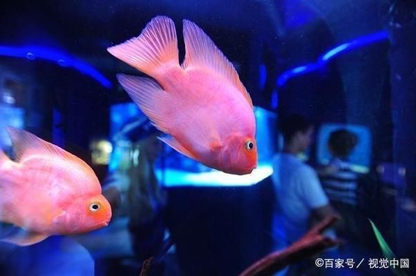 水族馆管理中温度控制技巧（水族馆温度控制技巧） 水族馆百科（水族馆加盟） 第6张