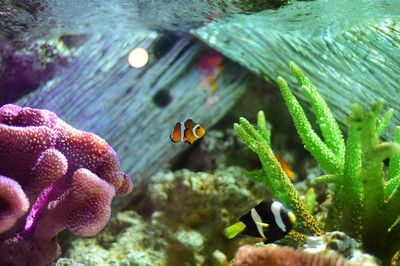 水族馆选购指南（水族箱选购指南）