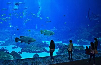 祥龙水族馆营业时间（哈尔滨市祥龙水族馆） 水族馆百科（水族馆加盟） 第5张