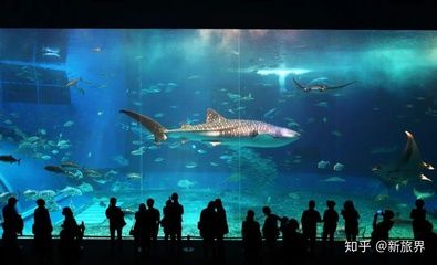 水族馆专家如何指导繁殖（水族馆专家在指导金龙鱼繁殖过程中的关键环节）