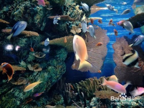 夜间水族馆参观须知事项（夜场水族馆参观须知）