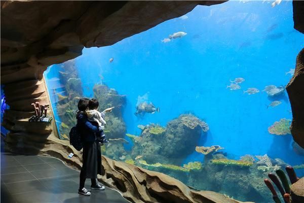 水族馆市场营销成功案例（水族馆如何运用社交媒体、合作伙伴关系以及独特的体验活动来吸引游客） 水族馆百科（水族馆加盟） 第4张