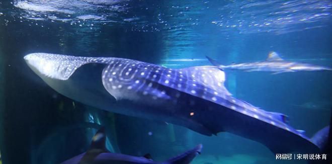 海洋生物在水族馆中的适应性（水族馆如何模拟深海环境,水族馆生物的日常护理方法）