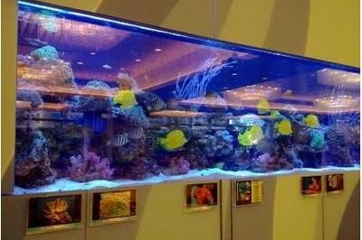 碧海鑫水族馆互动活动安排（大庆市萨尔图区碧海鑫水族馆互动活动安排供您参考） 水族馆百科（水族馆加盟） 第5张