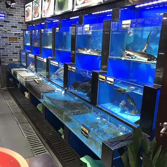 碧海鑫水族馆互动活动安排（大庆市萨尔图区碧海鑫水族馆互动活动安排供您参考） 水族馆百科（水族馆加盟） 第4张