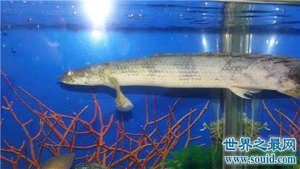 水族馆专家推荐幼鱼饲料（水族馆专家推荐使用幼鱼专用饲料） 水族馆百科（水族馆加盟） 第2张