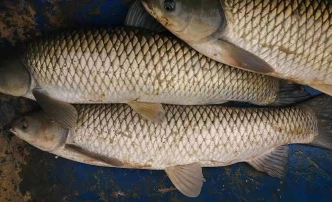 祥龙水族馆社交媒体互动（祥龙水族馆在社交媒体上建立独特品牌形象是提升用户互动的关键）