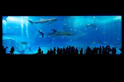 祥龙水族馆门票价格查询（广州水族馆海洋馆门票价格查询） 水族馆百科（水族馆加盟） 第2张