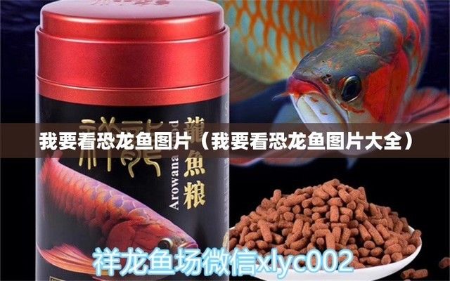 恐龙鱼有哪些（六角恐龙鱼饲养技巧六角恐龙鱼叫声解析六角恐龙鱼叫声解析） 龙鱼百科 第4张