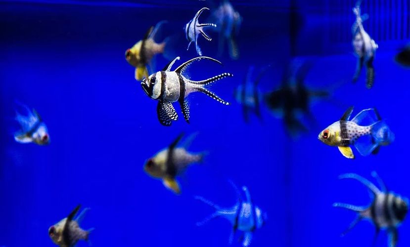 如何预订水族馆夜间门票（上海海洋水族馆如何预订水族馆夜间门票预订截止时间） 水族馆百科（水族馆加盟） 第4张