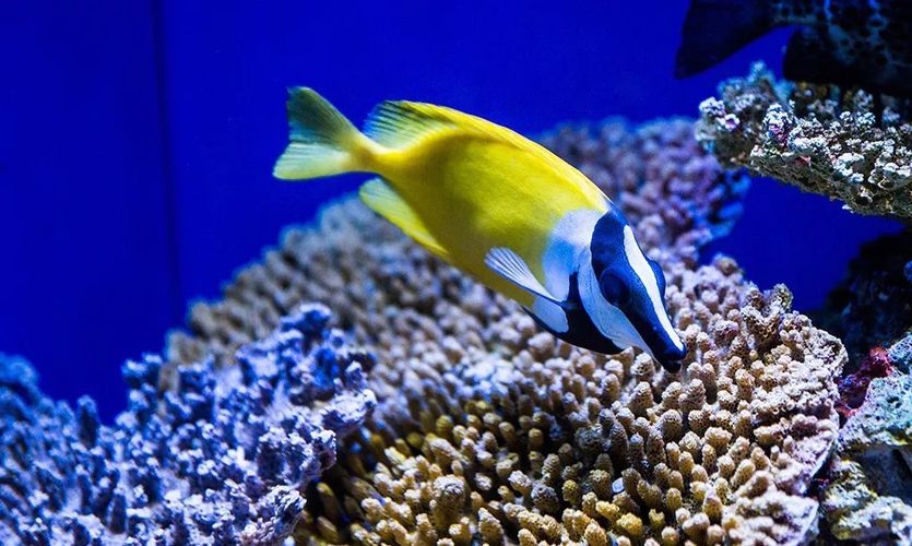 如何预订水族馆夜间门票（上海海洋水族馆如何预订水族馆夜间门票预订截止时间） 水族馆百科（水族馆加盟） 第5张