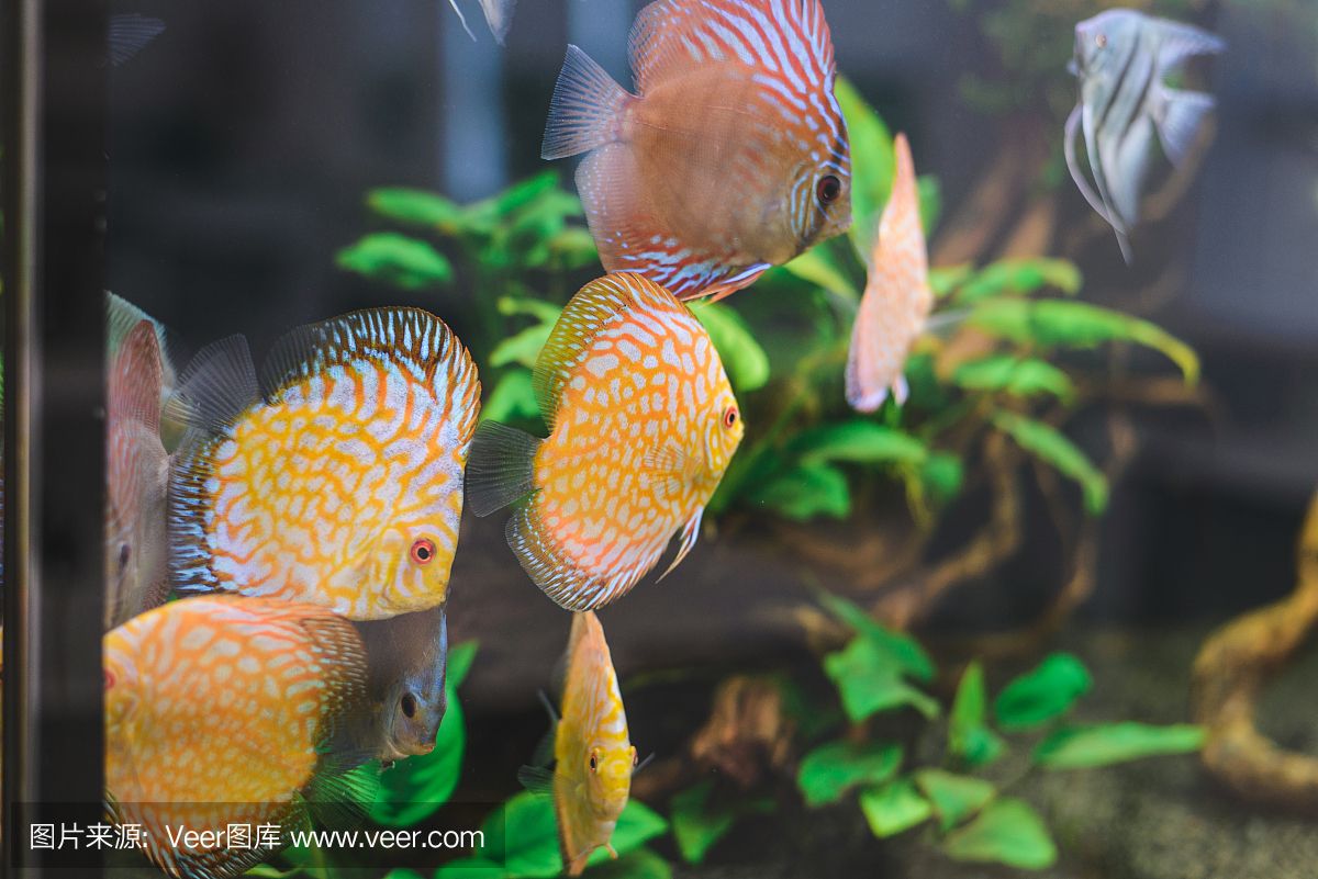 水族馆埃及鱼饲养技巧（埃及神仙鱼的饲养技巧）