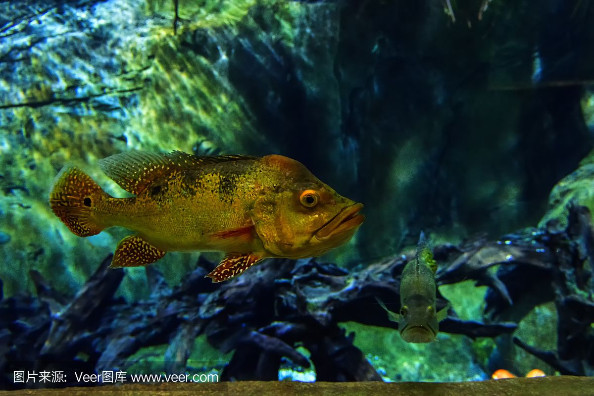 水族馆埃及鱼饲养技巧（埃及神仙鱼的饲养技巧）