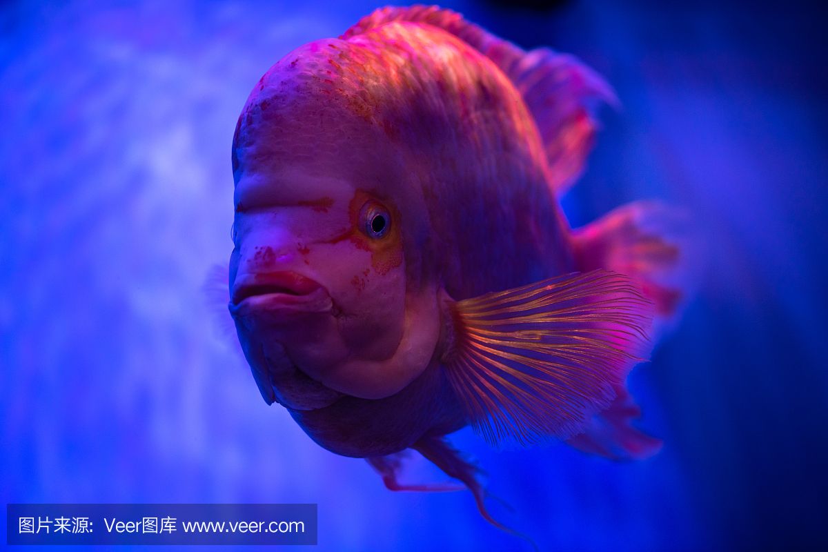 水族馆埃及鱼饲养技巧（埃及神仙鱼的饲养技巧） 水族馆百科（水族馆加盟） 第4张